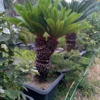 سیکاس|گل و گیاه طبیعی|رامسر, |دیوار