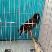 مرغ مینا|پرنده|شیروان (خراسان), |دیوار