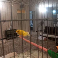 تعدادی قناری|پرنده|کرمان, |دیوار