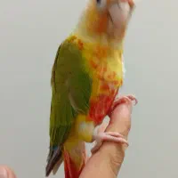 گرینچیک آناناسی اکستریم رد ، رد فکتور با تست جنسیت|پرنده|کاشمر, |دیوار