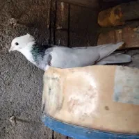 طوقی|پرنده|رودان, |دیوار