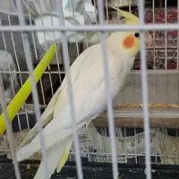 عروسدهلندی ماده لوتیتو