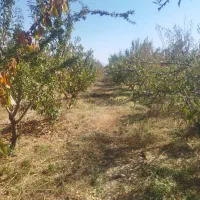 باغ نقلی میوه|فروش زمین و ملک کلنگی|شاهین‌شهر, پاسداران|دیوار