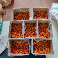 الو بخارا و آفتابی خورشتی خوش طعم با کیفیت بالا