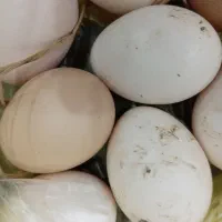 تخم مرغ|خوردنی و آشامیدنی|رشت, کوی یخ|دیوار