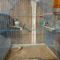 دوعدد کوتوله برزیلی