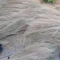 جارو شهرداری|لوازم نظافت|یاسوج, |دیوار