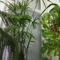 تعدادی گل طبیعی