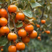 تولید و توزیع نهتا خرمالو ایورکا