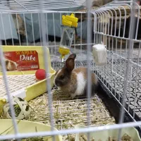 فروش خرگوش مینیاتوری با تمام تجهیزات