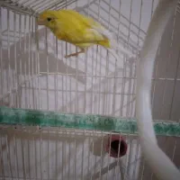 قناری بخون جوان و سرحال|پرنده|سهند, |دیوار