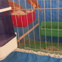 جفت قناری سرخ کار داده علاوتر