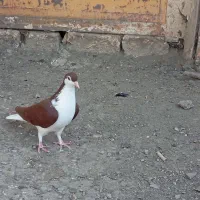 کبوتر قیرمیزی شیخی بالا