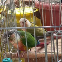 یک جفت گرینچیک