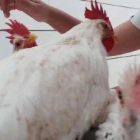 جوجه