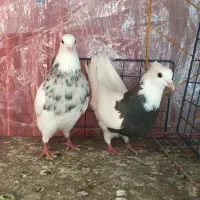دسته کبوتر طوقی نرماده هفت رنگ الماسی خالدارمعاوضه|پرنده|آباده, |دیوار