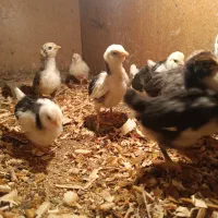 جوجه گلین|حیوانات مزرعه|خان ببین, |دیوار