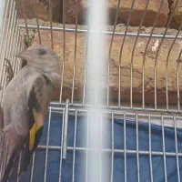 جوجه سهره