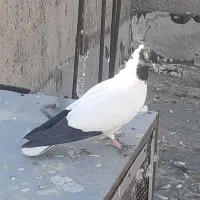 کبوتر پرستوی