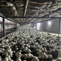 نیروی اقا جهت کار در کارخانه پرورش قارچ