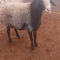 قوچ اصیل شال|حیوانات مزرعه|دشتابی, |دیوار