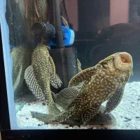 لجن خوار کت اسپرت