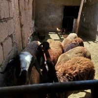 میش بره جوان