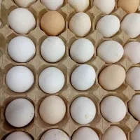 تخم مرغ بومی