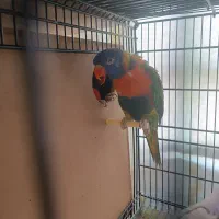 ملنگو لوری گرینچیک