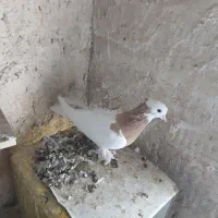 کفتر|پرنده|داراب, |دیوار