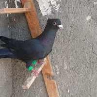 کبوتر گرفتنی