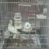 پرنده عروس و برزیلی|پرنده|لالجین, |دیوار