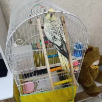 قبول واگذاری عروس هلندی