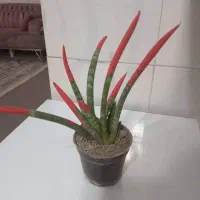 سرای کاکتوس وساکونت|گل و گیاه طبیعی|رباط‌کریم, مسکن مهر آبشناسان|دیوار