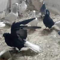 کفتر زاغ دمسفید|پرنده|مشهد, خواجه ربیع|دیوار