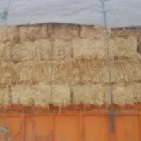 پرس بادام زمینی|حیوانات مزرعه|فامنین, |دیوار