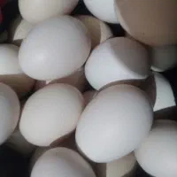 ۲۰ عددتخم مرغ نطفه دار دونه ۲۰