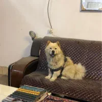 سگ چاوچاو