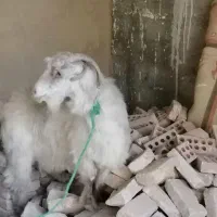 بز سر حال|حیوانات مزرعه|نسیمشهر, |دیوار