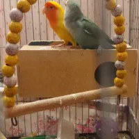 طوطی برزیلی نر و ماده|پرنده|اصفهان, سپاهانشهر|دیوار