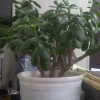 آبدارچی آقا نیازمندیم