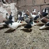 سلام به تمامی عشق بازان خوب دوست داشتتی|پرنده|پاکدشت, پاکدشت (مامازند)|دیوار