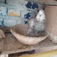 غریبگری|پرنده|پاکدشت, پاکدشت (مامازند)|دیوار