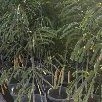 تامین نهال پروژه های شرکتهاوارگانها|گل و گیاه طبیعی|چابهار, |دیوار