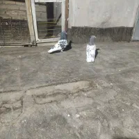 کبوتر