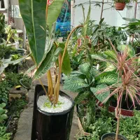 گلهای آپارتمانی جزئی وعمده|گل و گیاه طبیعی|مشهد, بهارستان|دیوار