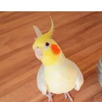 گمشده سر چشمه یک ماپیش