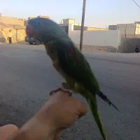 شاه طوطی|پرنده|ساوه, |دیوار