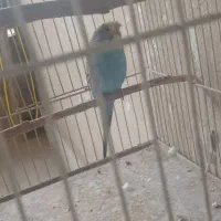 مرغ عشق|پرنده|کرمان, |دیوار