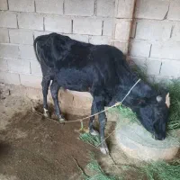 گوساله برای فروش دارم|حیوانات مزرعه|چمران, |دیوار
